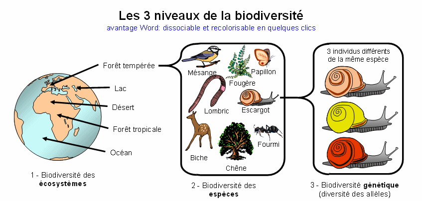 schema biodiversite
