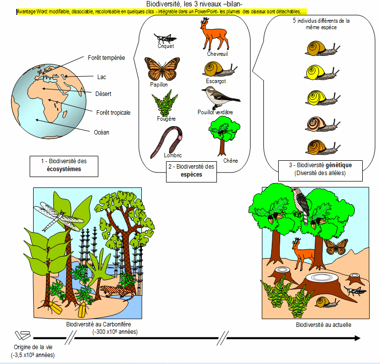 schema biodiversite