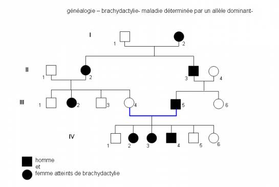 http://svt.ac-dijon.fr/schemassvt/IMG/brachydactylie_arbre-545x365.jpg